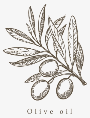 Mediterranean Cuisine Olive Drawing Sketch - Simple Olive Tree Drawing