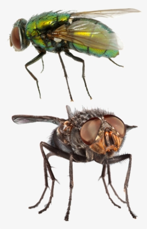 Flies - Brachycera