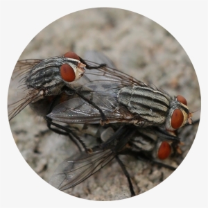 Flies Are Adapted For Aerial Movement And Typically - Flies Mating