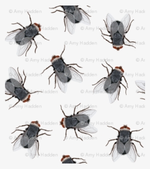 Flies - Romantic Fly Card