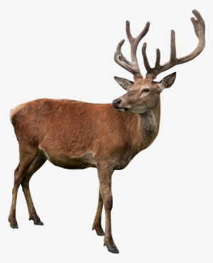 Related Wallpapers - Deer Statue