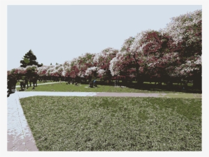 Cherry Blossoms In April