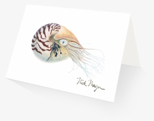 Chambered Nautilus