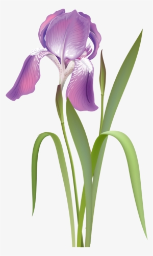 0 12c2bd Ed24284d Orig - Ирис Рисунок Вектор