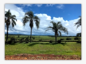 Blowing The Particles Of Tea On A Stream Of Hot Air - Borassus Flabellifer