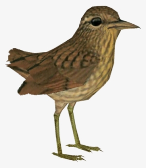 Stephen Island Wren - Wren Transparent