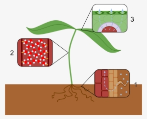 Effect Of Water Scarcity On Plants Reduce Transpiration