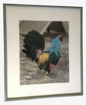 James B Bissell Blue Rooster Color Enhanced Photo Titled - Picture Frame