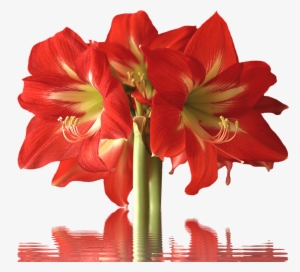 Banner Royalty Free Download Amaryllis Drawing Red - Types Of Red Flowers