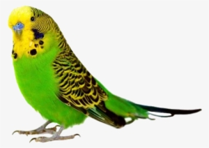 Parakeet - Bird Parakeet