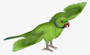 Echo Parakeet - Yellow Eared Parrot