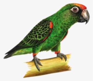 Parrot-bamboo - Parrot On Bamboo Mugs