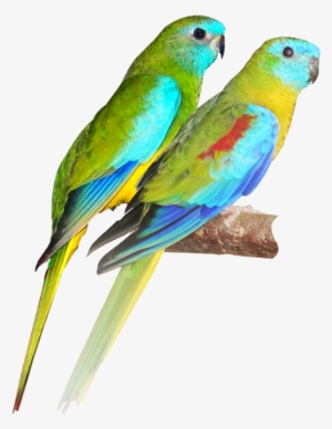 Color Theme Letting Nature Pick The Color Theme For - Turquoise Parrot