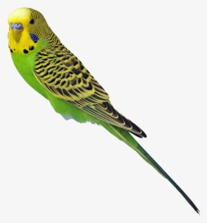 Small Parakeets - Delicatessen