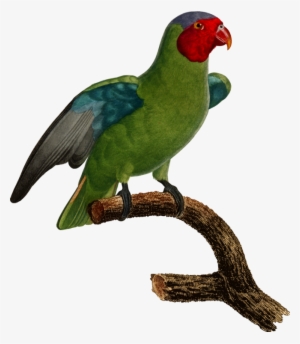 Budgerigar Parrot Lovebird Parakeet - Budgerigar