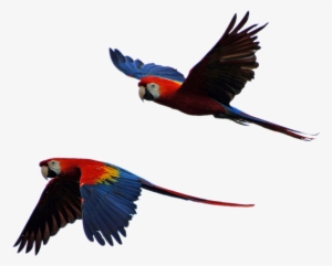 Free Photo Parrot Isolated Parrots Flight - Parrot Flying In Sky