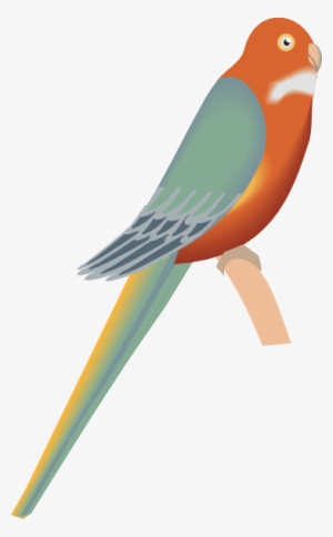 Parakeet Svg Clip Arts 366 X 591 Px
