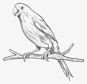 Parrot Bird Parakeet Sketch - Parrot Black And White Png