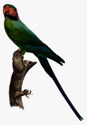 Parrot - Parakeet