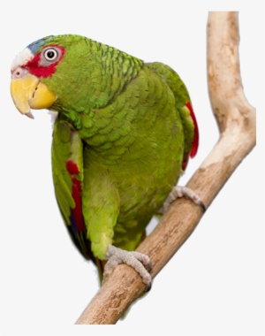 Amazon Main 2 - Budgie