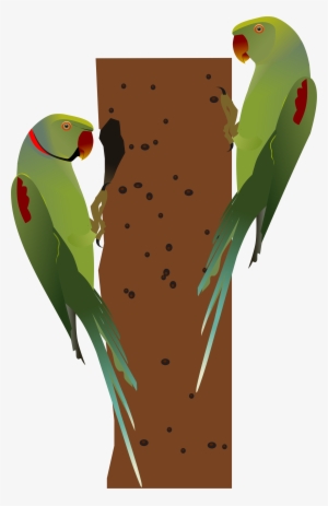 Open - Alexandrine Parrot Png