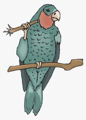 Bird, Branch, Wings, Parrot, Beak, Claws, Amazon, Twig - Amazon Coloring Pages