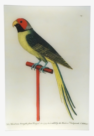 Albin's Paroquet Albin's Paroquet - Parakeet