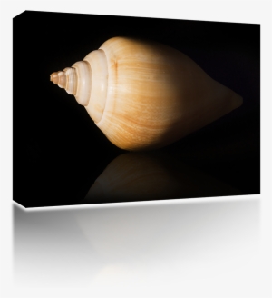 Sea Shell - Wireless Speaker