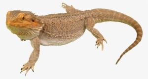 Bearded Dragon Png Photos - Bearded Dragon No Background