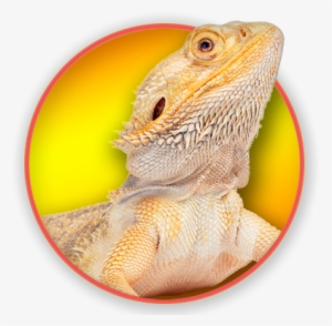 Magnet & Steel Bearded Dragon Calendar 2017
