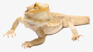 Is A Bearded Dragon Right For You - Bearded Dragon Found