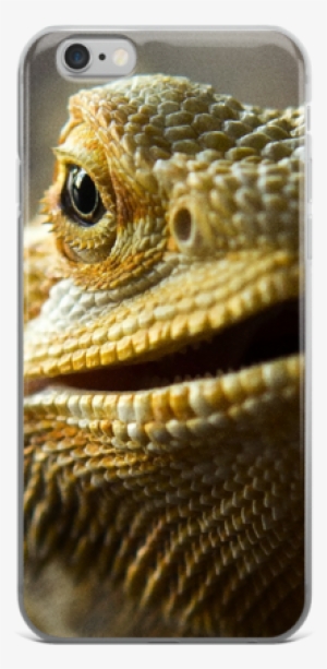 Dragon Pet - Bearded Dragons
