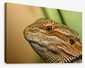 Bearded Dragon Lizard Canvas Print - Supplier Generic Bearded Dragon Lizard (pogona) Canvas