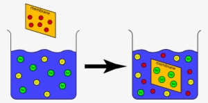 Ion Exchange Capacity Experiment Clipart Png