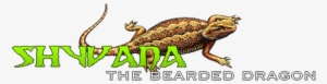 My Bearded Dragon Shyvana - Bearded Dragon Animation