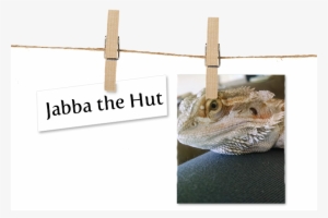 Breed Bearded Dragon Location Bellingham, Washington - Oatmeal