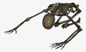 Skeleton - All Png And Background