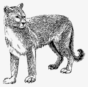 Cat, Drawing, Dangerous, Animal, Fur, Cougar, Danger - Mountain Lion Clip Art Black And White