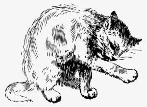 Cat, Drawing, Cleaning, Washing, Pet, Fur, Bath, Itself - Cat Cleaning Itself Drawing