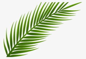 Palm Leaves Png K Pictures Full Hq - Hoja De Palma Dibujo