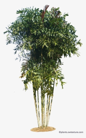 Gronophyllum Microcarpa - Png Plants