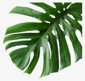 Wall Decor Monstera