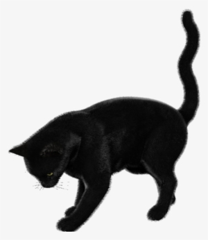 Free Download Cat Clipart Black Cat Bombay Cat Korat - Cat Render