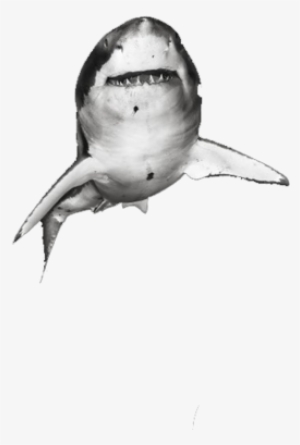 Great White - Tiger Shark