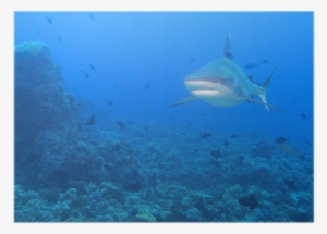 Grey White Shark Jaws Ready To Attack Underwater Poster - Underwater