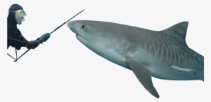 Tiger Shark Transparent Background