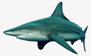 Blacktip Shark - Tiger Shark