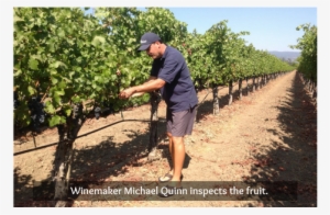 Michael-scott Wines - Wine