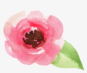 Rose-1 - Flowering Dogwood