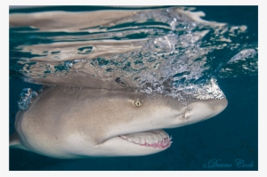 Lemon Shark Quicksilver Canvas Print - Lemon Shark